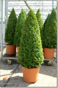 Buxus Pyramids